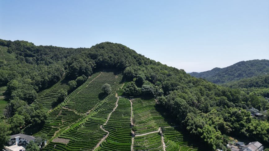 茶叶加盟店真实利润表:一位调研员的深度走访手记